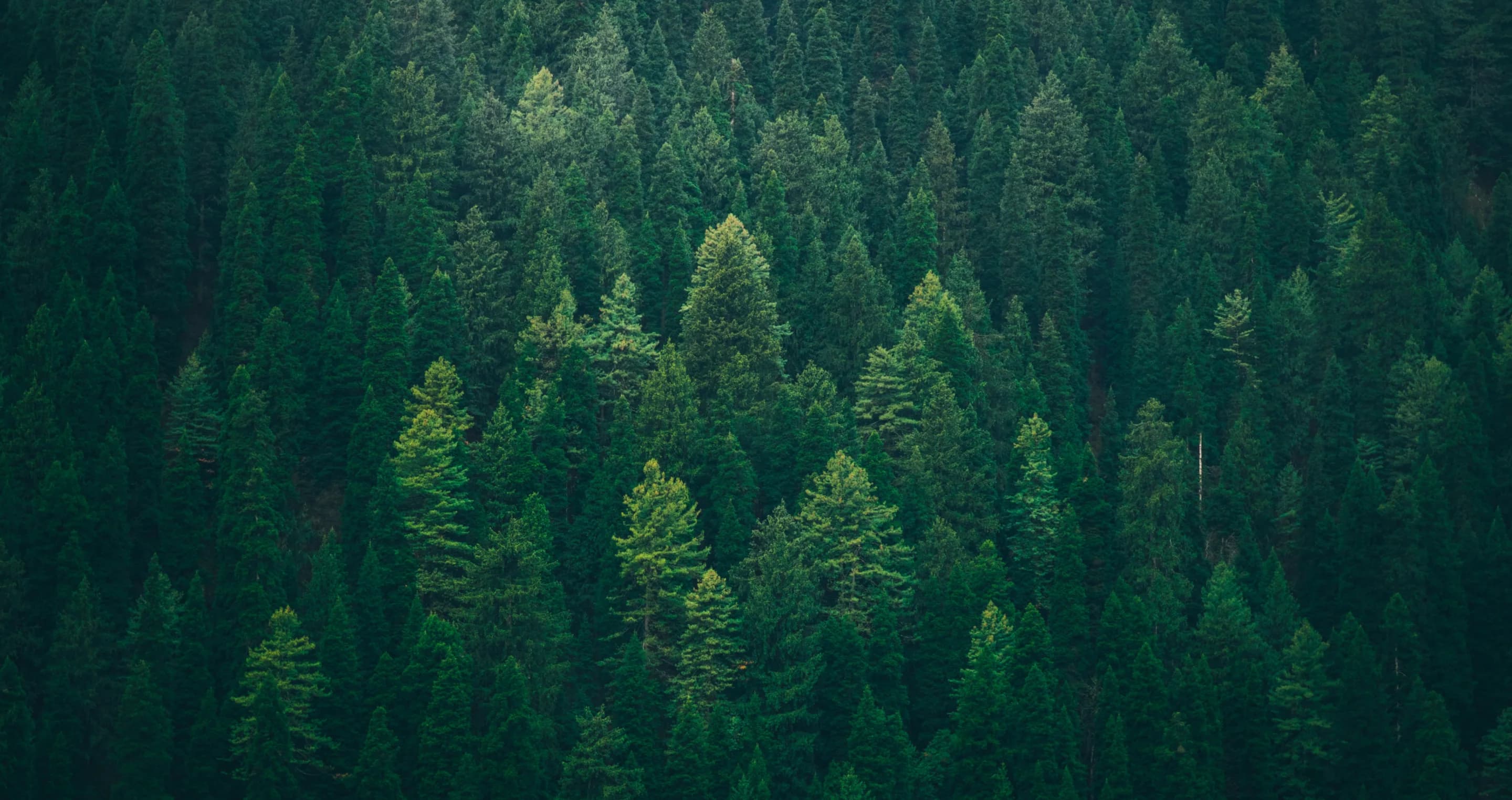 Green forest representing sustainable development