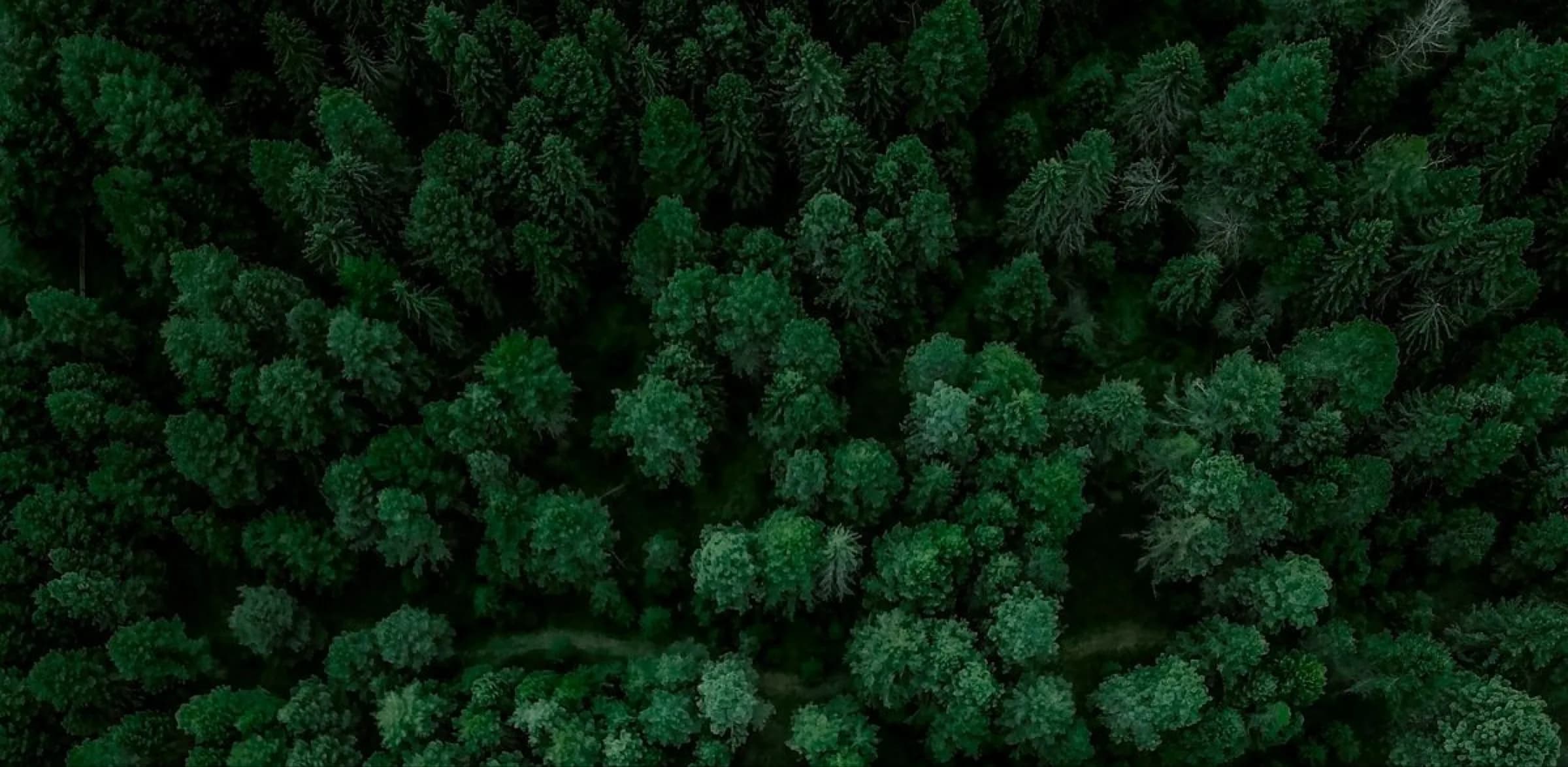 Aerial view of a dense green forest