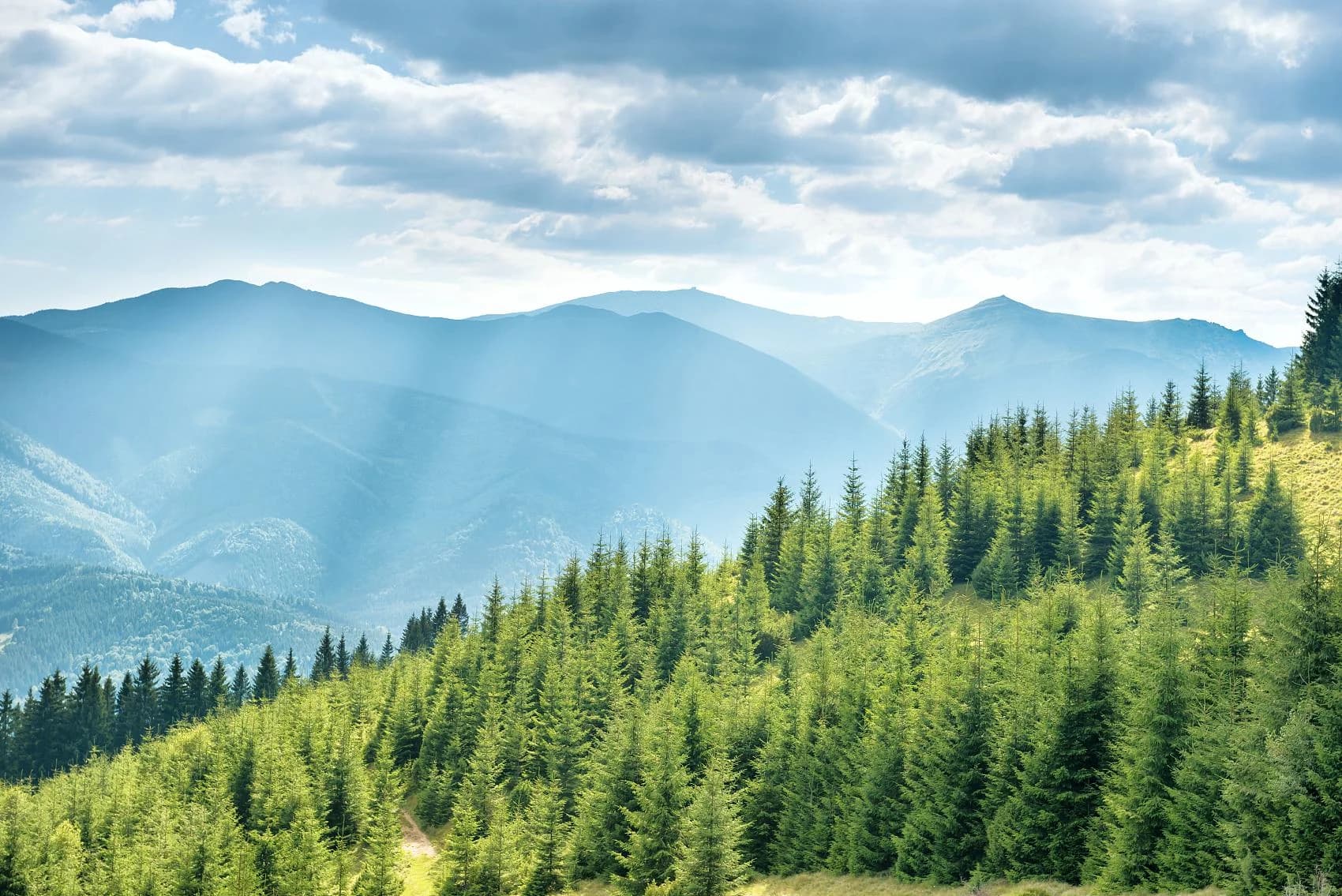 Nature-Based Carbon Projects Attract Growing Global Investment